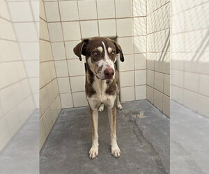 Siberian Husky-Unknown Mix Dogs for adoption in Corpus Christi, TX, USA
