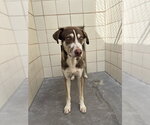 Small Siberian Husky Mix