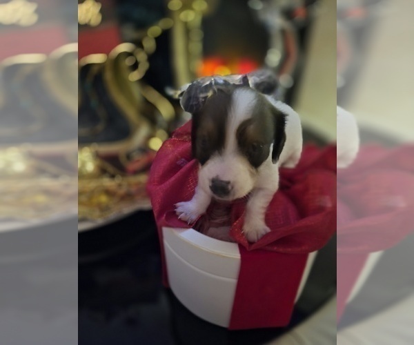 Medium Photo #6 Dachshund Puppy For Sale in SAINT CLOUD, FL, USA