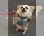 Alfredo - Male Paperanian Dog for Adoption - Small photo