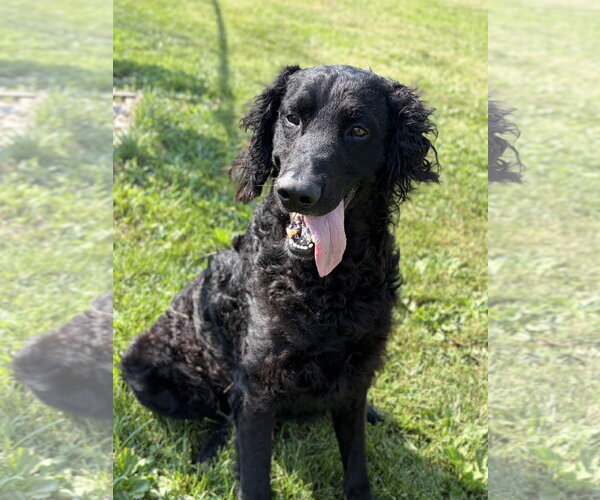 Medium Photo #2 Retriever -Unknown Mix Puppy For Sale in Jefferson, WI, USA