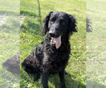 Small #1 Retriever  Mix
