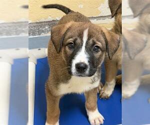 Anatolian Shepherd-Unknown Mix Dogs for adoption in Tulsa, OK, USA