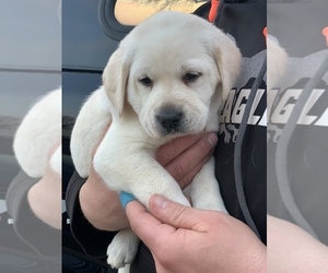 Labrador Retriever Puppy for sale in RANDOLPH, WI, USA