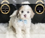 Puppy Happy F1B Maltipoo