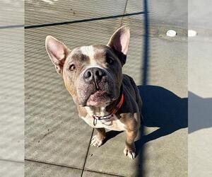 American Pit Bull Terrier Dogs for adoption in Olathe, KS, USA