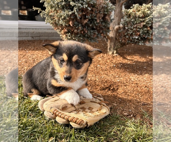 Medium Photo #4 Pembroke Welsh Corgi Puppy For Sale in MIDDLEBURY, IN, USA