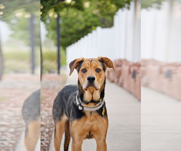 Medium Photo #9 Mutt Puppy For Sale in Sandy, UT, USA