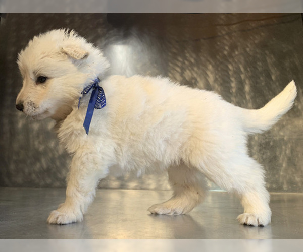 Medium Photo #27 German Shepherd Dog Puppy For Sale in WASHINGTON, NJ, USA