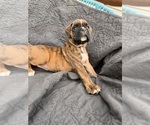 Small Photo #4 Boxer Puppy For Sale in EUGENE, OR, USA