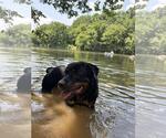 Small #1 Rottweiler Mix