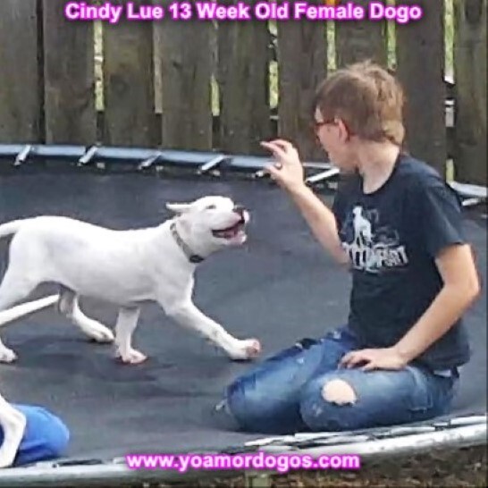 Medium Photo #172 Dogo Argentino Puppy For Sale in PINEVILLE, MO, USA