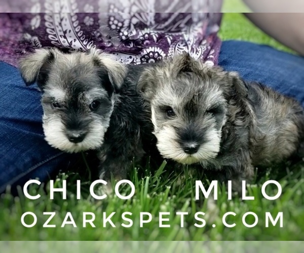 Medium Photo #6 Schnauzer (Miniature) Puppy For Sale in CEDAR GAP, MO, USA