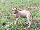 Small Photo #1 Great Dane Puppy For Sale in WINFIELD, KS, USA