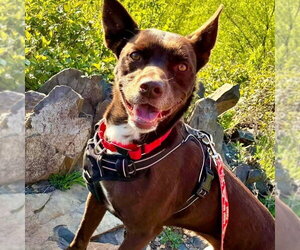 Loki - Male Australian Kelpie-Unknown Mix Dog for Adoption - Photo #2