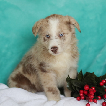Medium Photo #1 Pomeranian-Pomsky Mix Puppy For Sale in GAP, PA, USA