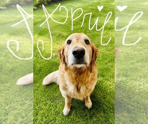 Mother of the Golden Retriever puppies born on 05/10/2026