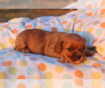 Small Photo #5 Cavapoo Puppy For Sale in SEYMOUR, MO, USA