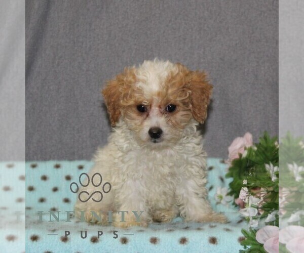 Medium Photo #1 Poovanese Puppy For Sale in RISING SUN, MD, USA