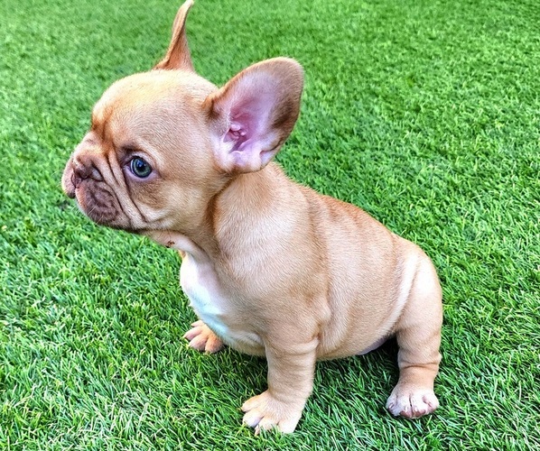 Medium Photo #12 French Bulldog Puppy For Sale in LAS VEGAS, NV, USA