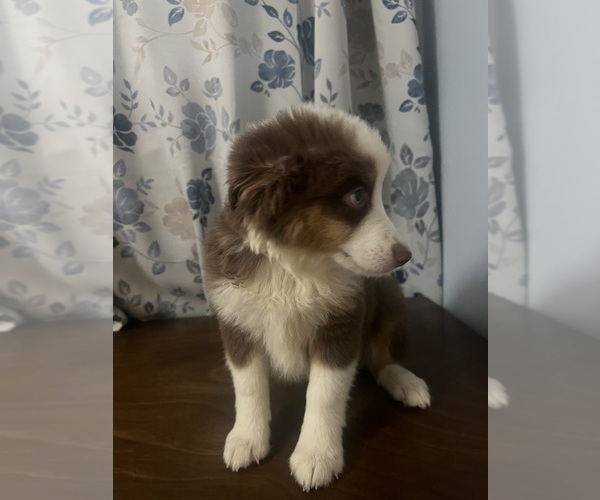 Medium Photo #23 Miniature Australian Shepherd Puppy For Sale in DURHAM, CT, USA
