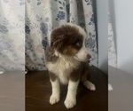 Small #22 Miniature Australian Shepherd