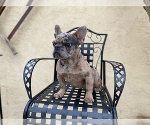 French Bulldog Puppy for sale in MORENO VALLEY, CA, USA