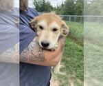 Small Mutt