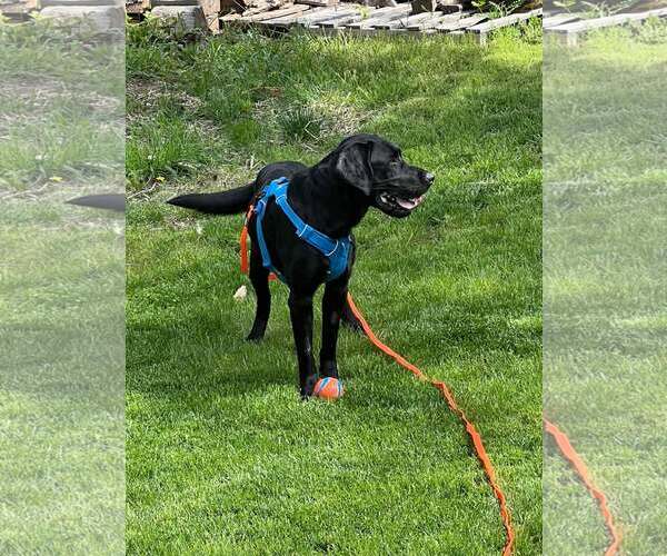 Medium Photo #2 Labrador Retriever Puppy For Sale in Polson, MT, USA