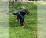 Small #1 Labrador Retriever