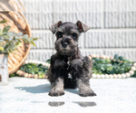 Small Photo #9 Schnauzer (Miniature) Puppy For Sale in BALTIC, OH, USA