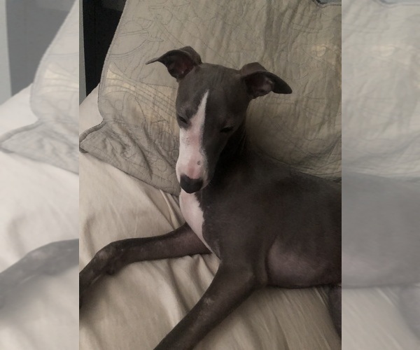 Medium Photo #3 Italian Greyhound Puppy For Sale in PORTLAND, OR, USA
