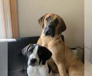 Mother of the Labrador Retriever-Saint Bernard Mix puppies born on 06/30/2025