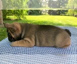 Small #2 French Bulldog