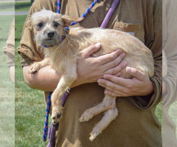 Medium Photo #3 Dachshund-Unknown Mix Puppy For Sale in Huntley, IL, USA