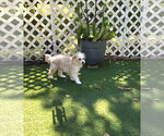 Small #9 Maltese Mix