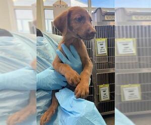 Labrador Retriever-Unknown Mix Dogs for adoption in San Antonio, TX, USA