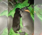 Small Photo #3 Great Dane Puppy For Sale in INDEPENDENCE, MO, USA