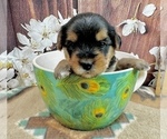 Small #10 Morkie