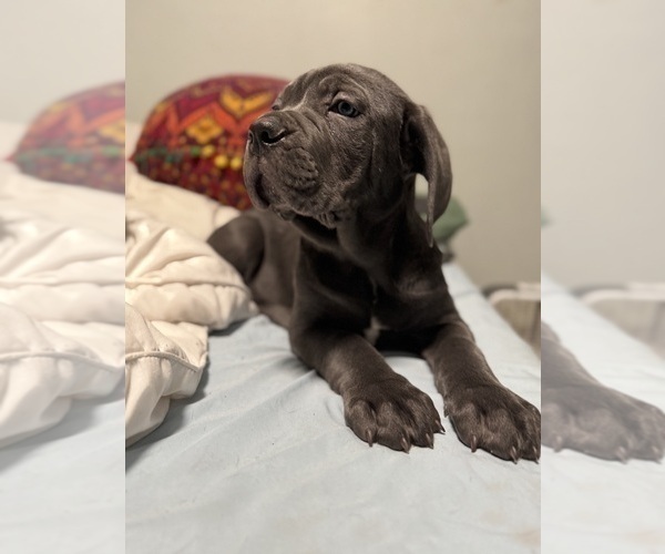 Medium Photo #7 Cane Corso Puppy For Sale in COLONIAL HEIGHTS, VA, USA