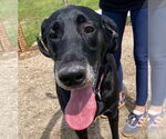 Small #6 Great Dane-Poodle (Standard) Mix
