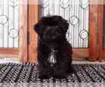 Small Photo #2 Shorkie Tzu Puppy For Sale in NAPLES, FL, USA