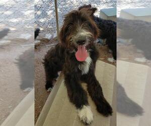 Aussiedoodle Puppy for sale in DOWELLTOWN, TN, USA