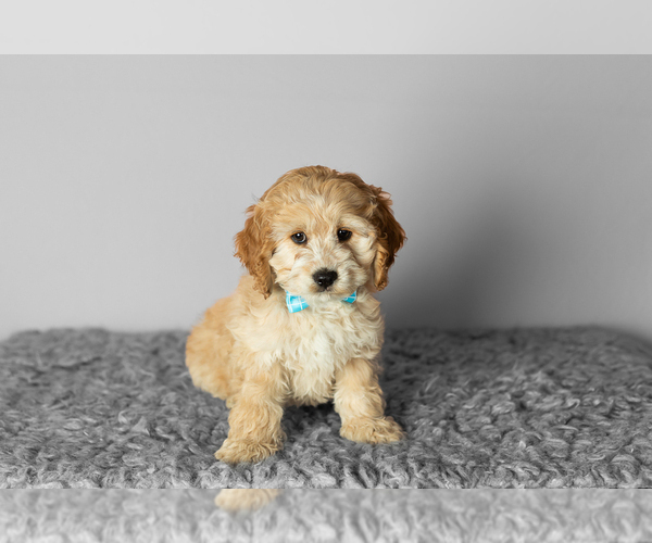 Medium Photo #2 Cock-A-Poo-Poodle (Miniature) Mix Puppy For Sale in SHIPSHEWANA, IN, USA