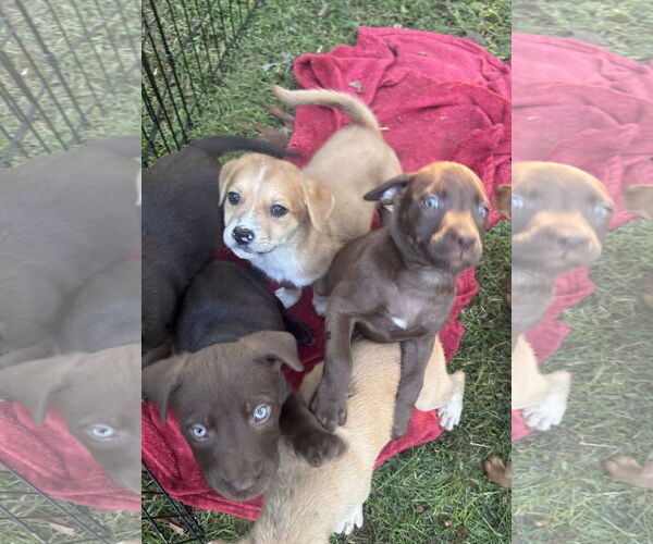 Medium Photo #2 Labrador Retriever-Unknown Mix Puppy For Sale in Pottstown, PA, USA