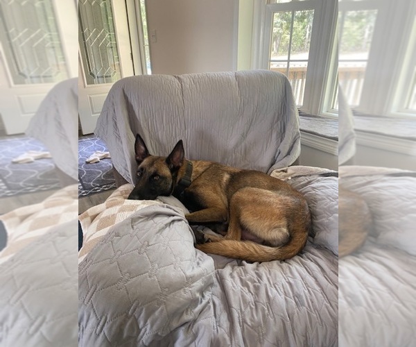 Medium Photo #1 Belgian Malinois Puppy For Sale in ROBERTSVILLE, MO, USA