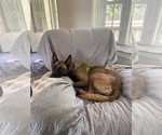 Small Photo #1 Belgian Malinois Puppy For Sale in ROBERTSVILLE, MO, USA