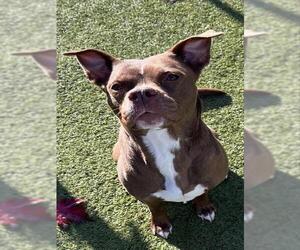 Boxer-Unknown Mix Dogs for adoption in Newton, NC, USA