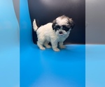 Small Photo #11 Maltipoo-Shih Tzu Mix Puppy For Sale in SAINT AUGUSTINE, FL, USA