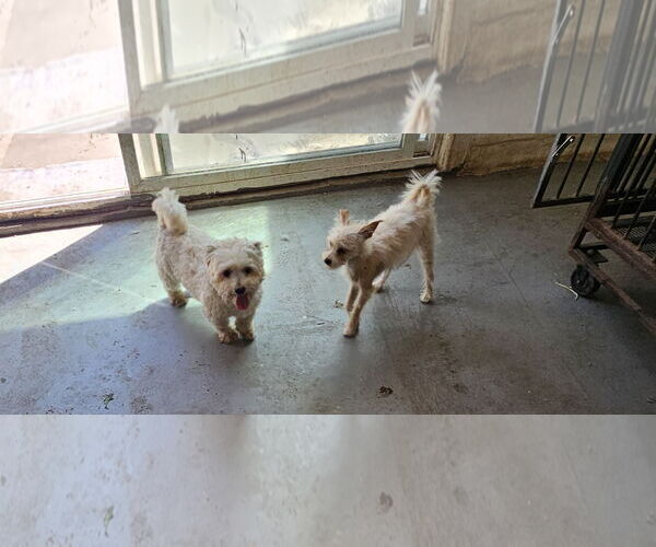 Medium Photo #4 Maltipoo Puppy For Sale in Chico, CA, USA